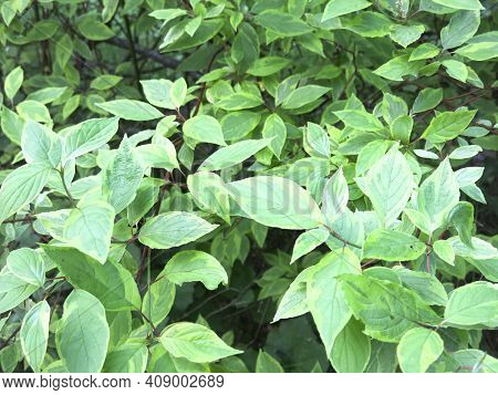 Deren White Svidina Shoot (cornus Alba L.) In Summer