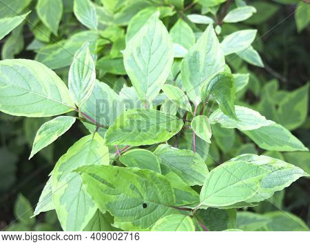 Deren White Svidina Shoot (cornus Alba L.) In Summer