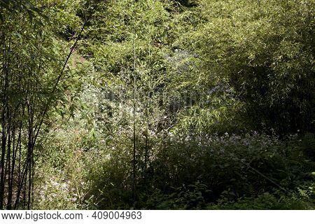 Saltash (england), Uk - August 21, 2015: Cotehele Park, Near Saltash,  Cornwall, England, United Kin