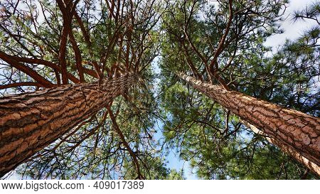 Low Angle View Of Lodgepole Pine Trees