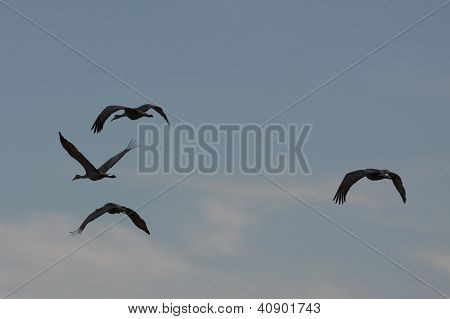 Sandhill Cranes Flying through Jasper-Pulaski County Indiana