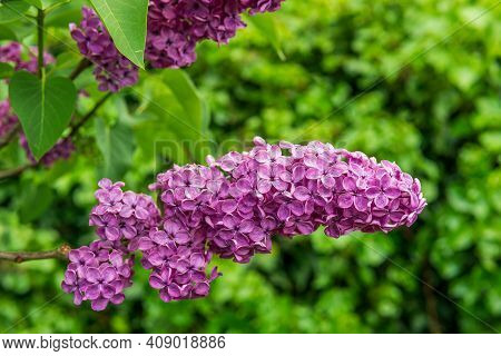 Branch With Blooming Purple Flower Of Lilac.