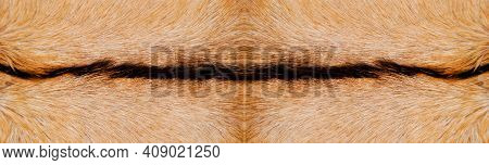 Natural Real Beige And Brown Hair Goatskin Texture