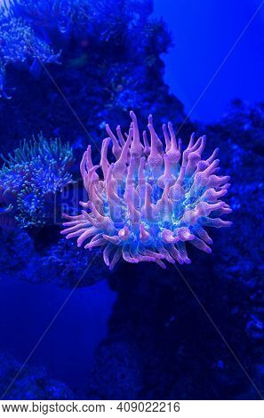 Close Up View Of Underwater Rose Bubble Tip Anemone (entacmaea Quadricolor)