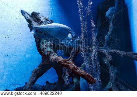 View Of Swimming Clown Featherback Fish Underwater