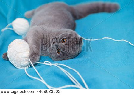 A Lop-eared Scottish Cat Plays With Balls Of Yarn. An Animal On A Blue Background. Fun For Pets