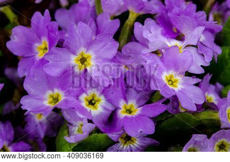 Purple And Yellow Primroses In Bloom And Leaves.primroses In Spring.