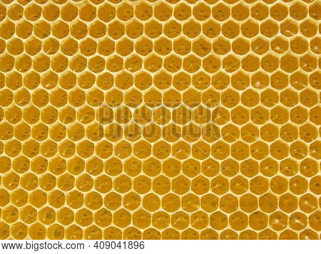 Fresh Honey In Comb. Beewax Comb Structure Abstract Pattern. Yellow Honey Cells Texture Background.