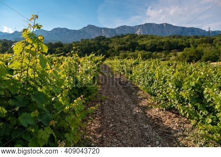 Winery Plantations In Long Rows On The Mountains And Hills