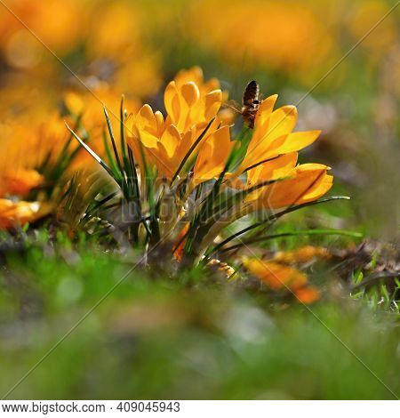 Spring Orange Flowers. Beautiful Colorful First Flowers On Meadow With Sun. Crocus Romance Yellow -