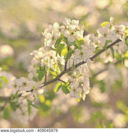 Spring Background. Beautiful Colorful Blooming Spring Tree.