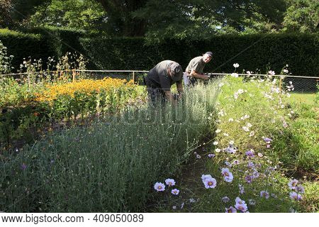 Saltash (england), Uk - August 21, 2015: Farmers In Cotehele Park, Near Saltash,  Cornwall, England,