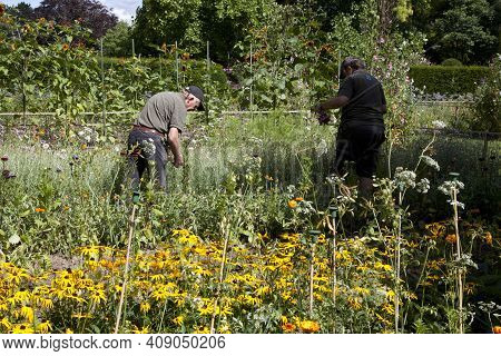 Saltash (england), Uk - August 21, 2015: Farmers In Cotehele Park, Near Saltash,  Cornwall, England,