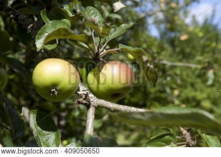 Saltash (england), Uk - August 21, 2015: Apples In Cotehele Park, Near Saltash,  Cornwall, England, 