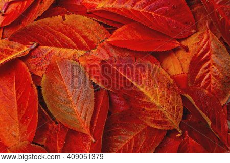 Background Red Autumn Leaves With Splashes And Shades
