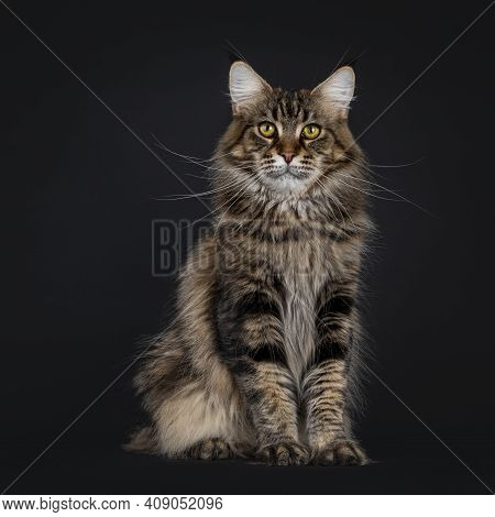 Impressive Young Adult Black Tabby Maine Coon Cat, Sitting Facing Front. Looking Straight To Camera 