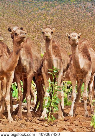 Close-up Young Camels Caravan On Natural Depasture