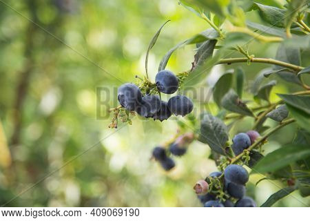 Blueberries - Delicious, Healthy Berry Fruit. Vaccinium Corymbosum, High Huckleberry. Blue Ripe Frui