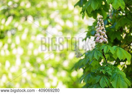 Spanish Chestnut Candle On The Bright Background. Free Copyspace. Aesculus Hippocastanum