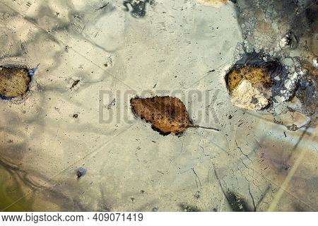 Colorful Leaves Floating On The Water Surface. Autumn Leaves In The River.