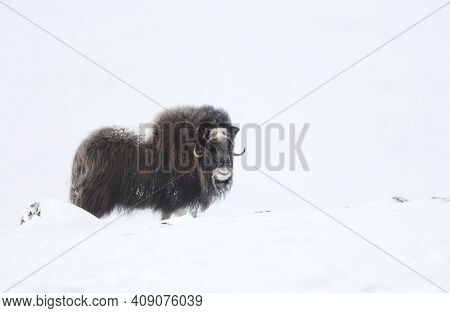 Male Musk Ox Standing In Snowy Dovrefjell Mountains, Winter In Norway.