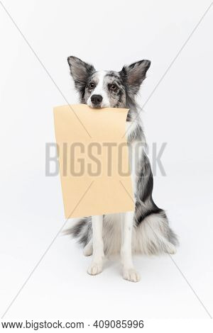A Well-trained Dog Sits On Its Butt And Holds A Gray Envelope With A Fresh Message In Its Mouth. Bor