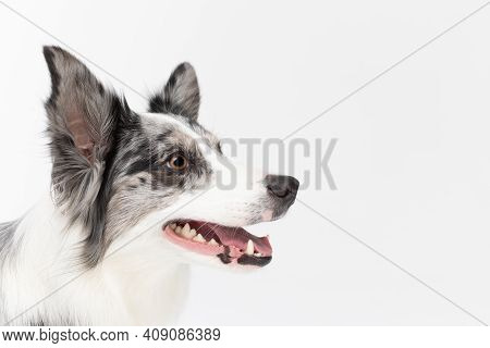 Up Close You Can See The Head Of A Dog With An Open Mouth And High Ears, And He Is Looking Diligentl
