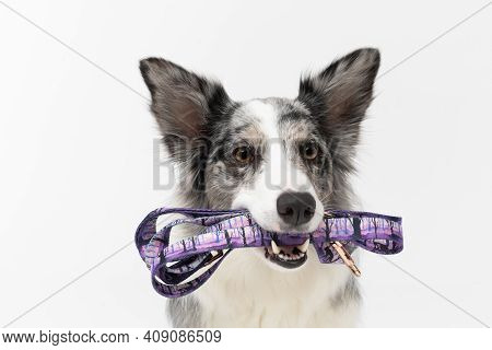 A Trained Dog Waits Politely And Holds A Leash In Its Mouth Because It Wants To Go For A Walk. Borde