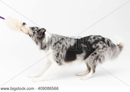 A Well-trained Dog Pulls Its Favorite Toy Firmly Against It, Attached To A Leash. Border Collie Dog.