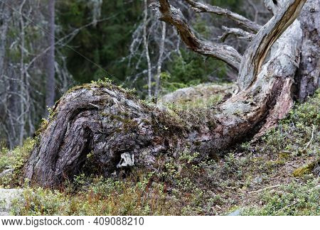 Very Old Fallen Pine Tree In The Forest, Lingon Berry Branches On The Ground