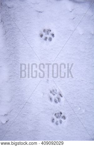 Cat Footprints In The Snow. Cat Snow Trail. The Cat Walked Through The Snow And Left Paw Prints. Win