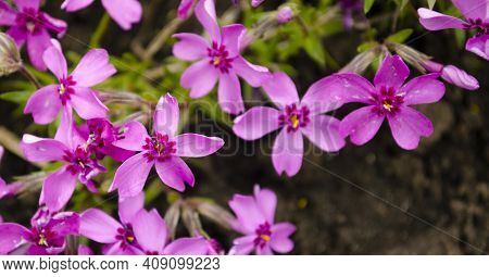 Macro Photo Nature Lilac Wild Phlox Subulata Flower. Texture Background Blooming Phlox Subulata Wild