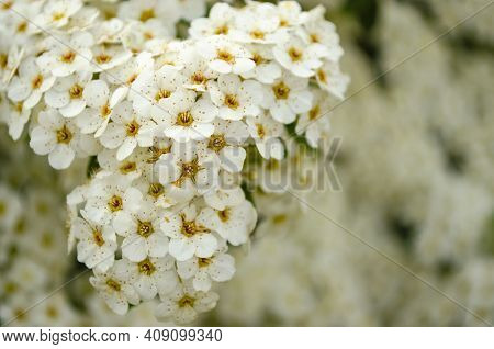 Bird Cherry. Closeup Of Bird Cherry Tree Branch On Blue Sky. Blossom Of Bird Cherry Large Shrub. Blo