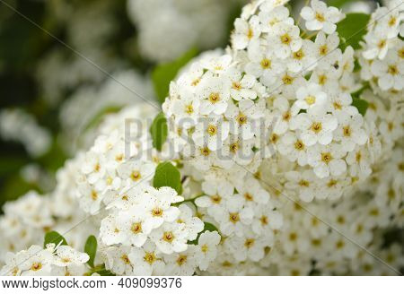 Bird Cherry. Closeup Of Bird Cherry Tree Branch On Blue Sky. Blossom Of Bird Cherry Large Shrub. Blo