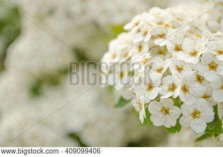 Bird Cherry. Closeup Of Bird Cherry Tree Branch On Blue Sky. Blossom Of Bird Cherry Large Shrub. Blo