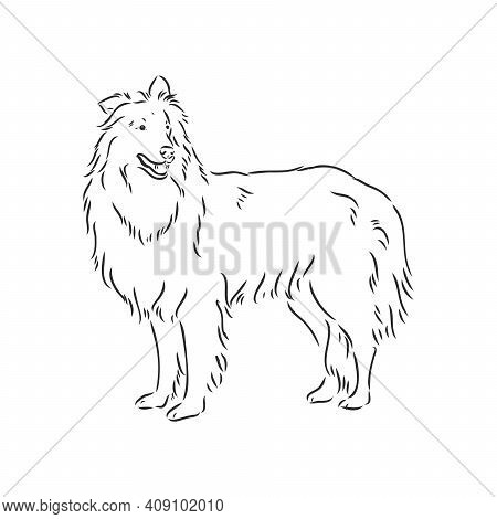 Dog Rough Collie Isolated On White Background. Vector Illustration. Collie, Vector Sketch On A White