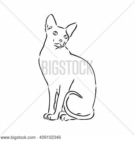 Sketch Of A Sphinx Cat, Isolated, On A White Background. Sphinx Cat, Vector Sketch On A White Backgr