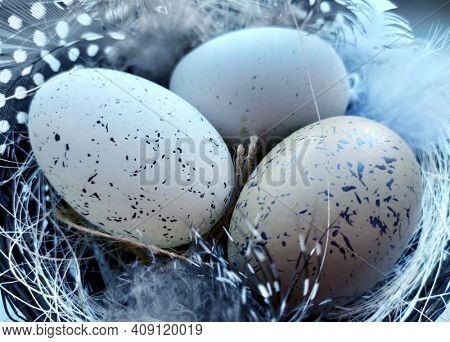 Stylized Happy Easter card,  closeup  with beige eggs in nest , polka dot feathers, straw and cotton flower 