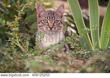 Lovely And Cute Fluffy Kitten Outdoor Or Outbred Cat Sit In Plants, Mestizo Pet.