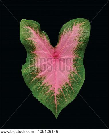 Keladi Lipstick Or Keladi Pink Pelangi Plant, Caladium Bicolor Leaf, Isolated On Black Background