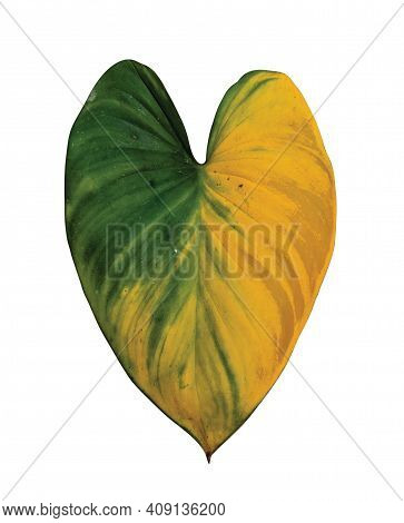 Old Homalomena Leaf, Yellow Green Leaf Isolated On White Background, Plant From Alocasia And Philode