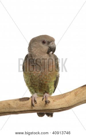 Maximillian Pionus Parrot