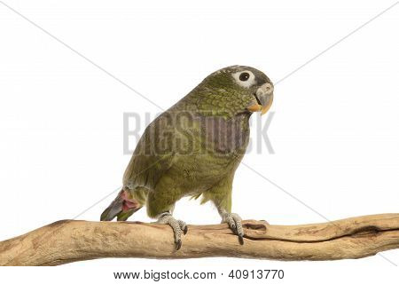 Maximillian Pionus Parrot