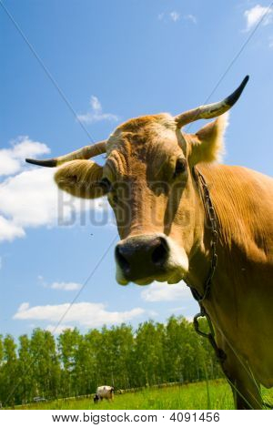 Krowa na tle błękitnego nieba