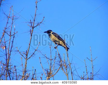 Jackdaw นกกา Monedula