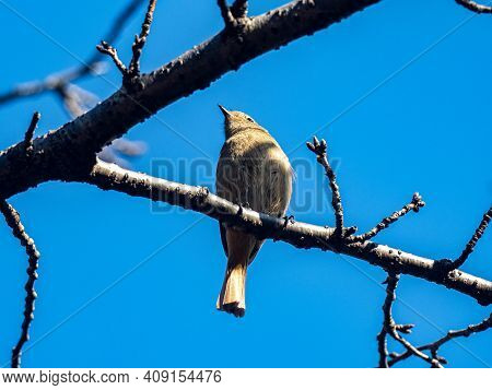 A Female Daurian Redstart, Phoenicurus Auroreus, Perches In A Tree On A Bright Winter Day In Izumi F