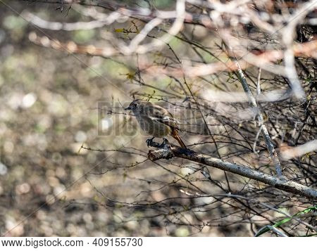 A Female Daurian Redstart, Phoenicurus Auroreus, In The Brush Beside A Small Wetland On A Bright Win