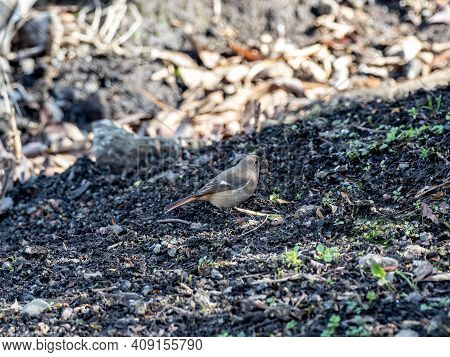 A Female Daurian Redstart, Phoenicurus Auroreus, In The Brush Beside A Small Wetland On A Bright Win