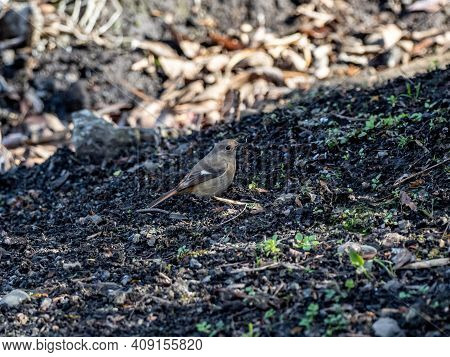 A Female Daurian Redstart, Phoenicurus Auroreus, In The Brush Beside A Small Wetland On A Bright Win