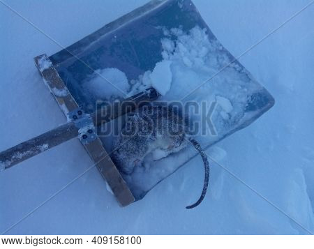 Dead Rat Animal In The Snow Frozen Rodent On A Shovel